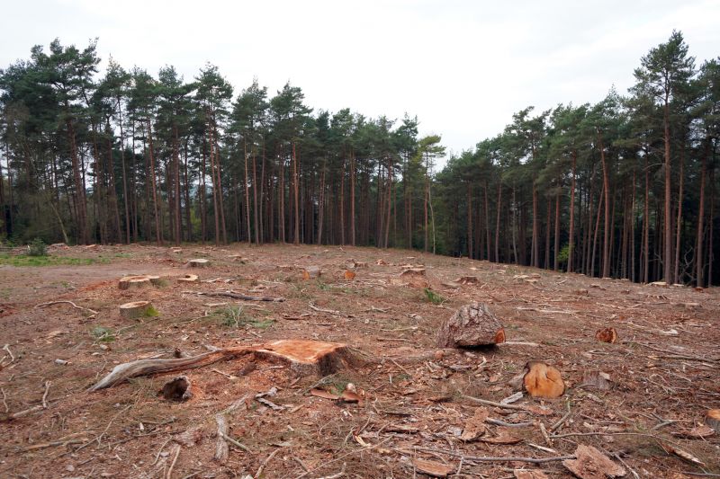 Property Clearing Post-Removal