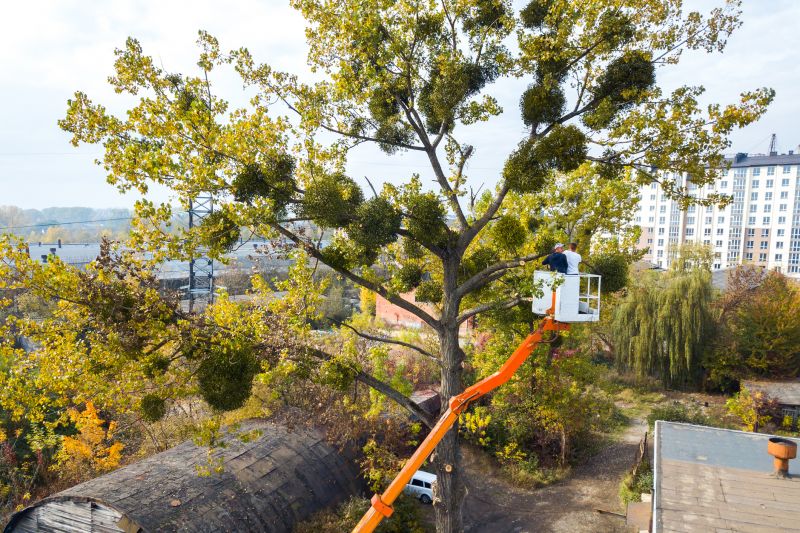Tree Lopping Service detail