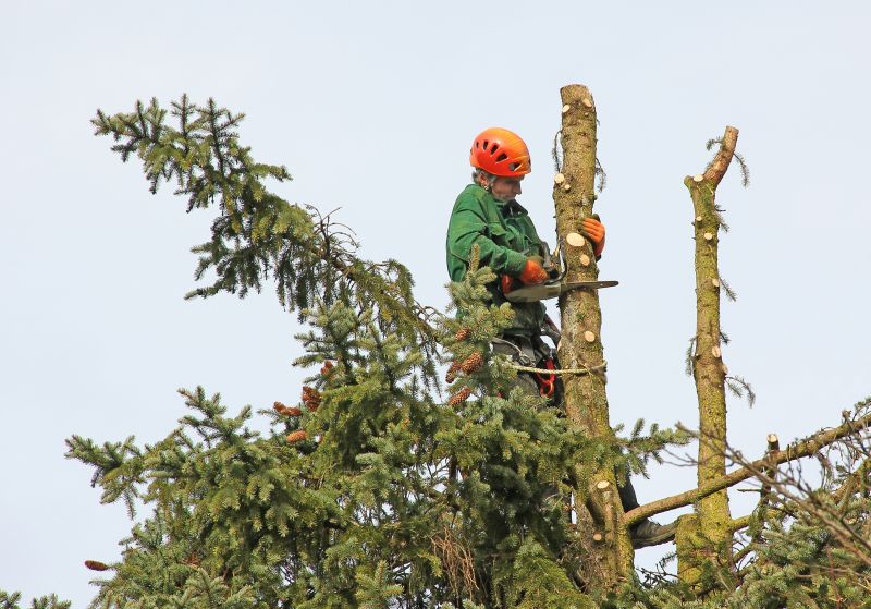 Healthy Tree Trimming