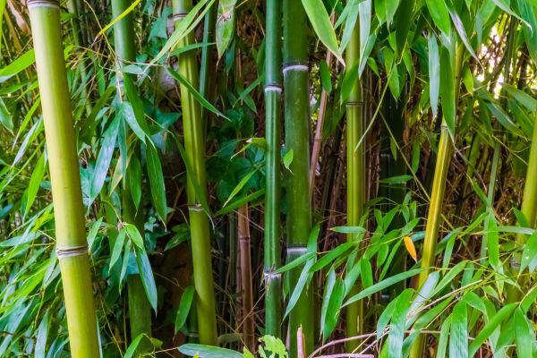 Cost of Bamboo Trimming in Dacula