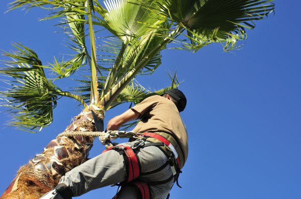 Palm Tree Trimming in Dacula