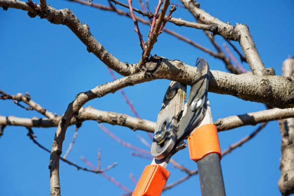 Residential Tree Service in Dacula