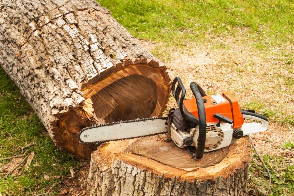 Tree Cutting Service in Dacula