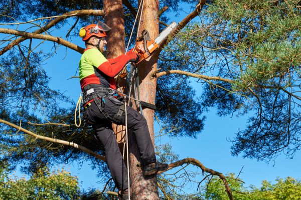 Tree Service in Dacula
