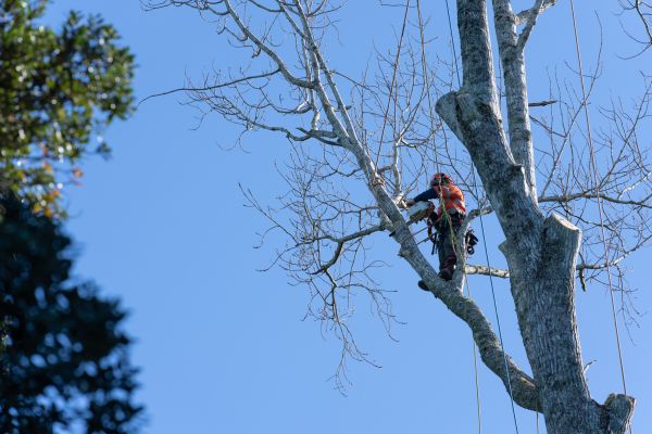 Tree Topping Service in Dacula