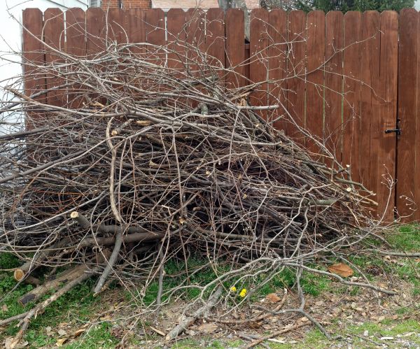 Cost of Dead Branch Removal in Dacula