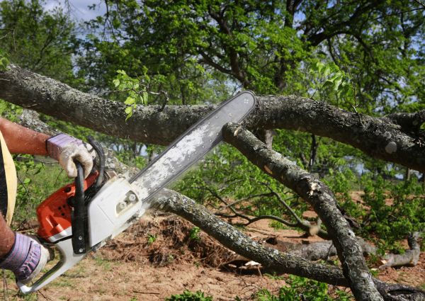 Cost of Tree Branch Cutting in Dacula