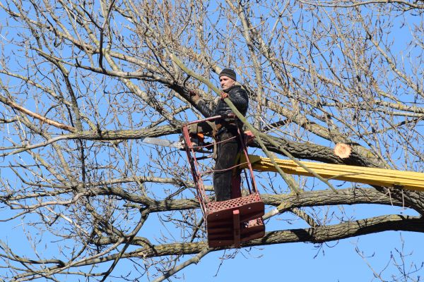 Cost of Emergency Tree Trimming in Dacula