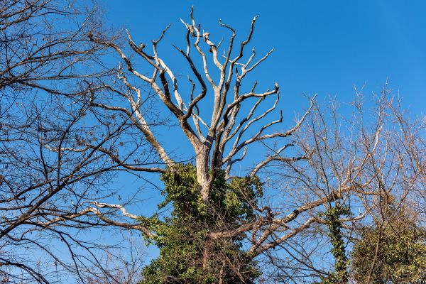 Cost of Deadwood Removal in Dacula