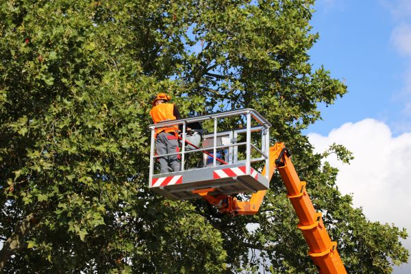 Commercial Tree Service in Dacula