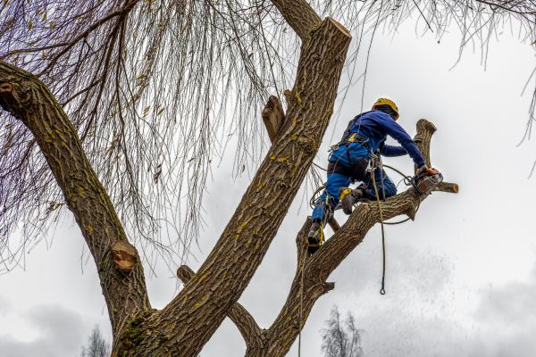 Cost of Tree Maintenance Service in Dacula