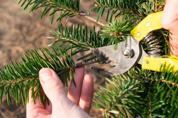 Pine Tree Pruning in Dacula