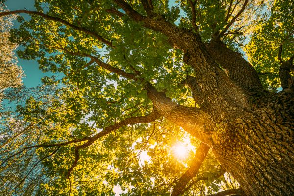 Cost of Oak Tree Pruning in Dacula
