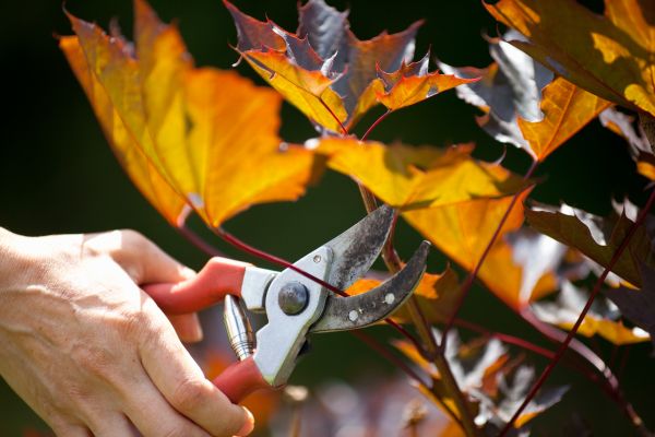 Cost of Maple Tree Pruning in Dacula