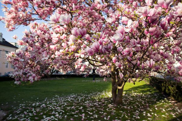 Cost of Magnolia Tree Pruning in Dacula