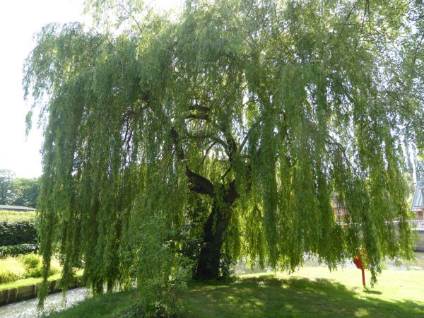 Cost of Willow Tree Trimming in Dacula