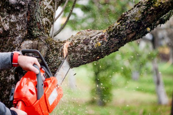 Cost of Tree Limbs Removal in Dacula