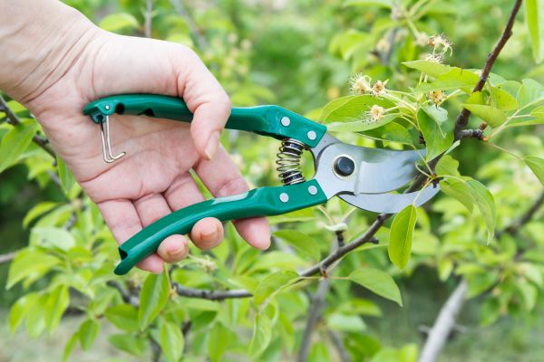 Cost of Pear Tree Pruning in Dacula
