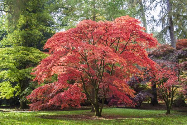Japanese Maple Pruning in Dacula