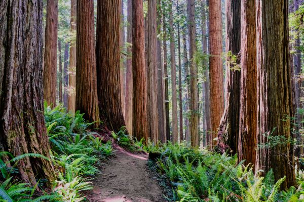 Cost of Redwood Tree Trimming in Dacula