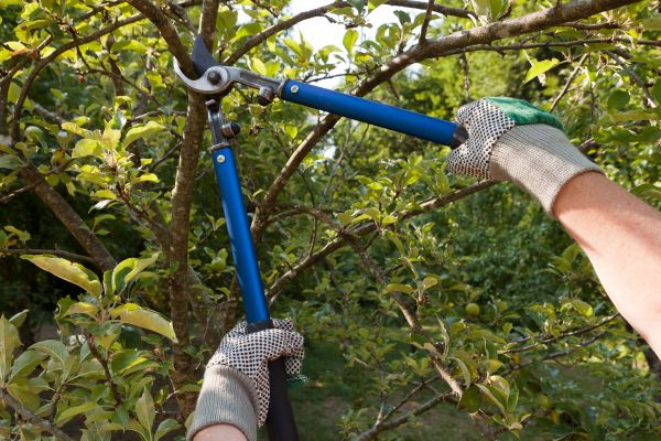 Residential Tree Pruning