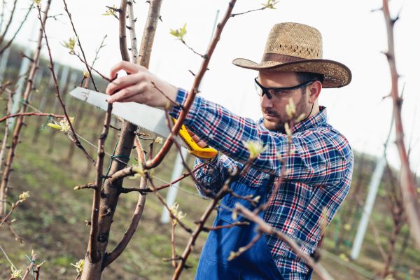 Orchard Tree Pruning in Dacula
