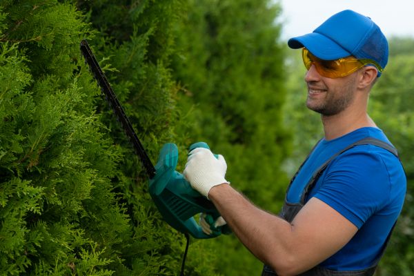 Cost of Tree Shaping Service in Dacula