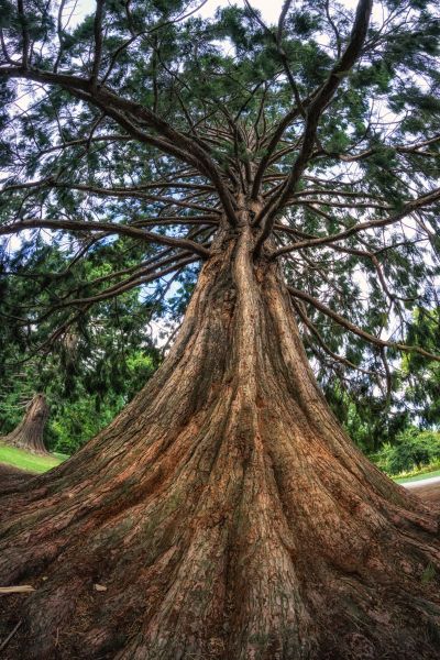 Cost of Cedar Tree Pruning in Dacula