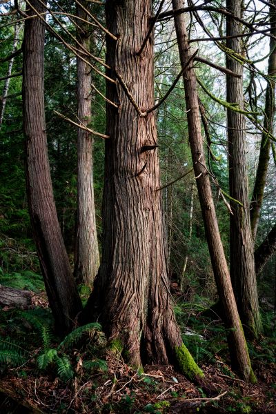 Cedar Branch Trimming