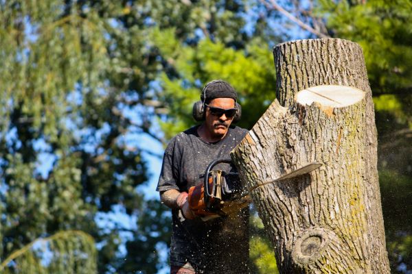 Ash Tree Pruning in Dacula