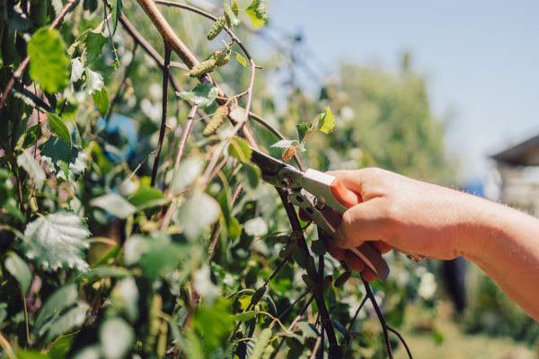 Cost of Birch Tree Pruning in Dacula