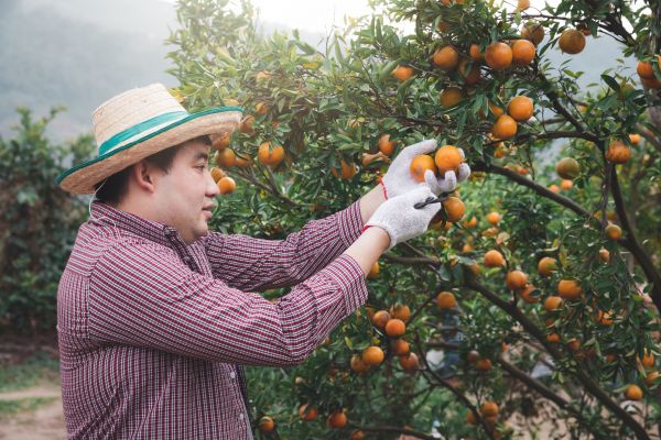 Cost of Orange Tree Pruning in Dacula