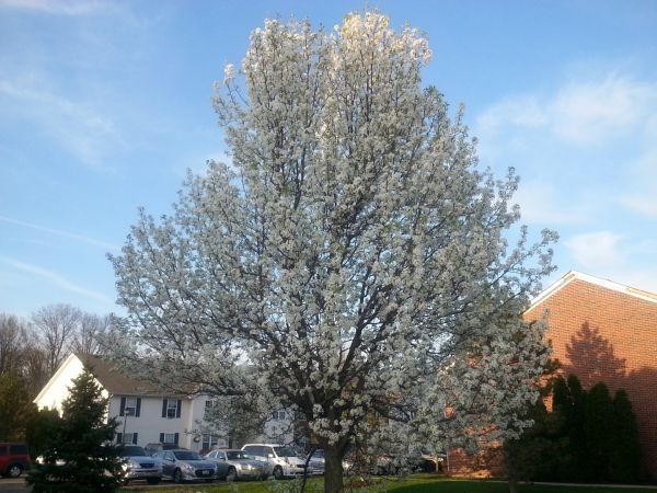 Cost of Bradford Pear Tree Pruning in Dacula