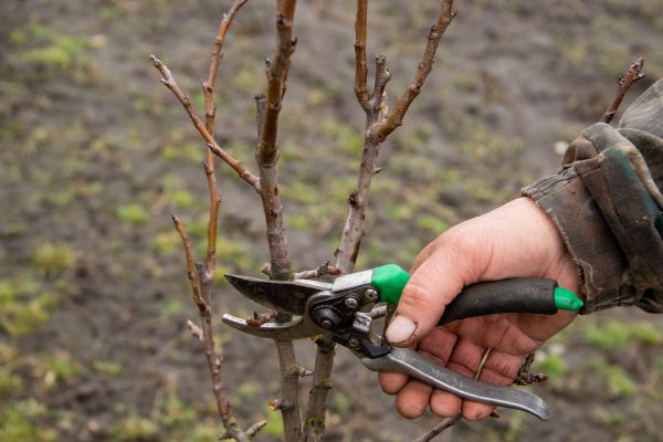 Cost of Pear Trees Pruning in Dacula