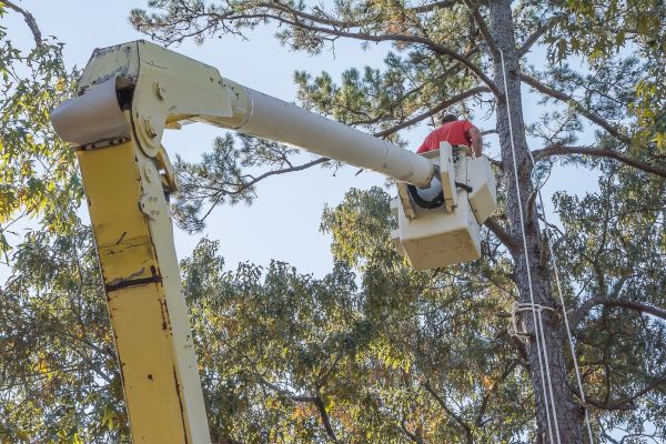 Cost of Limbs Trimming in Dacula