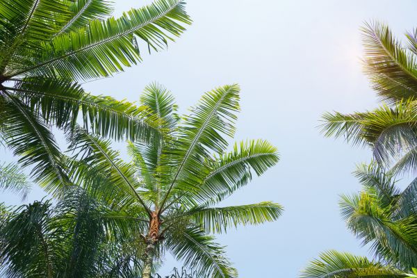 Cost of Queen Palm Tree Trimming in Dacula
