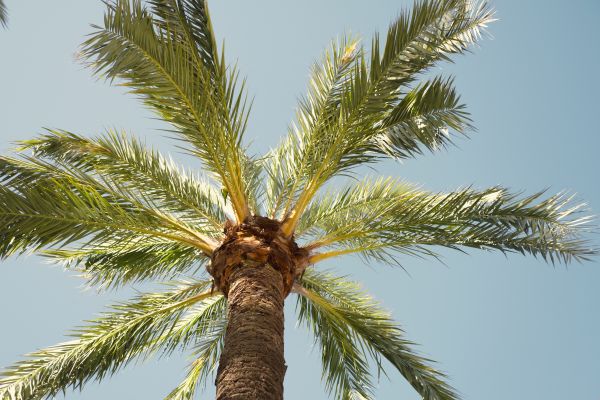 Queen Palm Pruning in Dacula