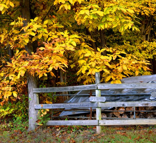 Hickory Tree Pruning in Dacula