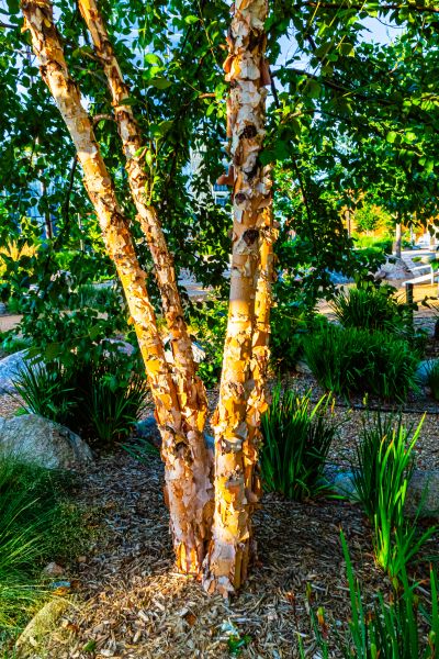 Cost of River Birch Trimming in Dacula
