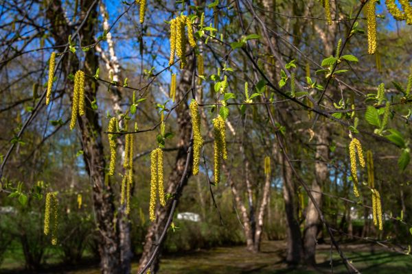 River Birch Tree Trimming
