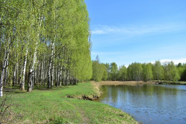 Cost of River Birch Pruning in Dacula