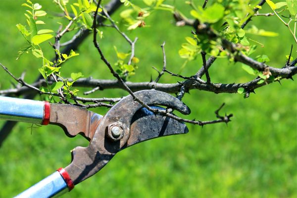 Branches Pruning in Dacula