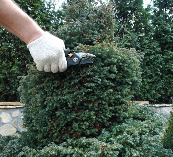 Cost of Ornamental Tree Trimming in Dacula