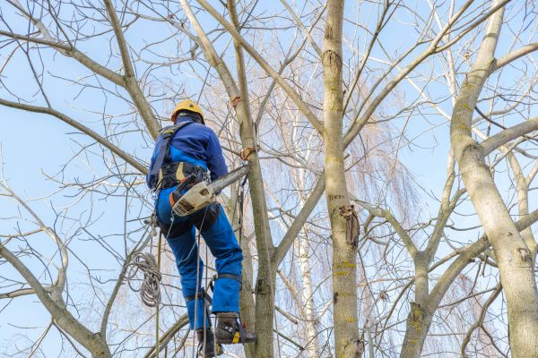 Cost of Large Tree Trimming in Dacula