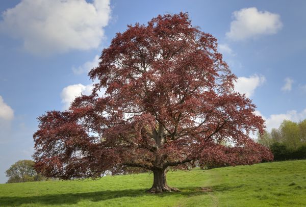 Cost of Beech Tree Pruning in Dacula