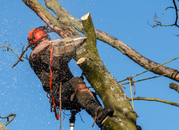 Tree Trimming Service in Dacula