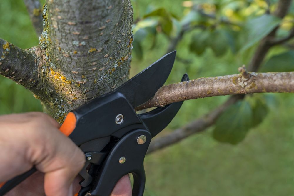 Tree Branch Pruning