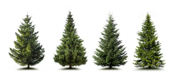 Cost of Pine Tree Trimming in Dacula