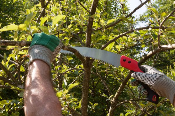 Apple Tree Trimming in Dacula